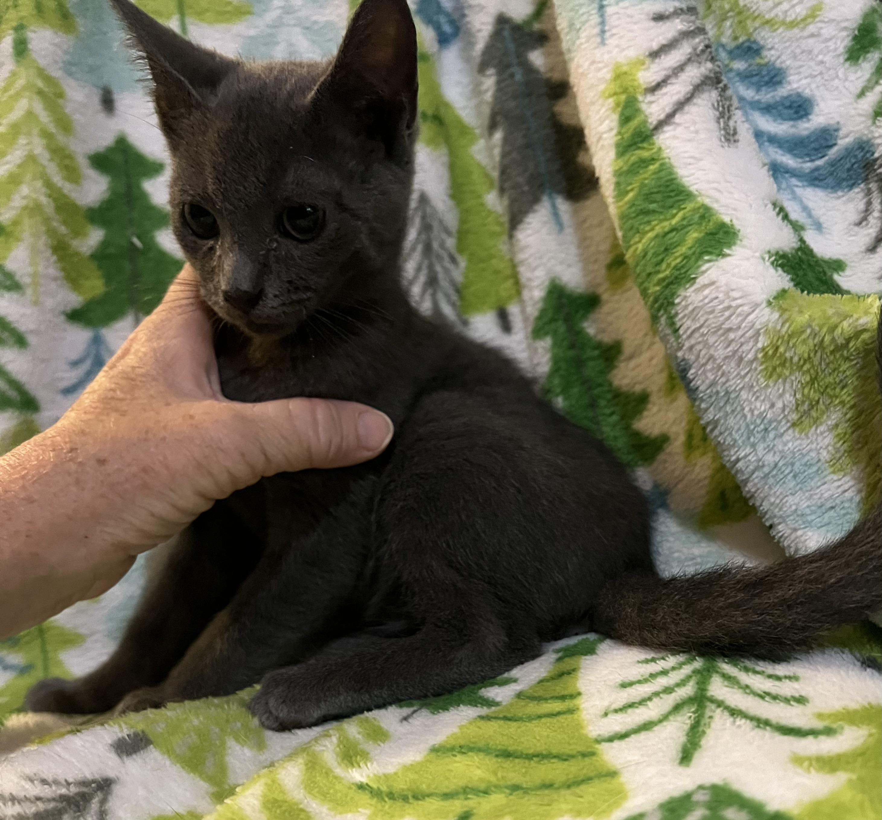 Enlarge Chance, an adopted mixed breed in Knoxville, GA image 2/4
