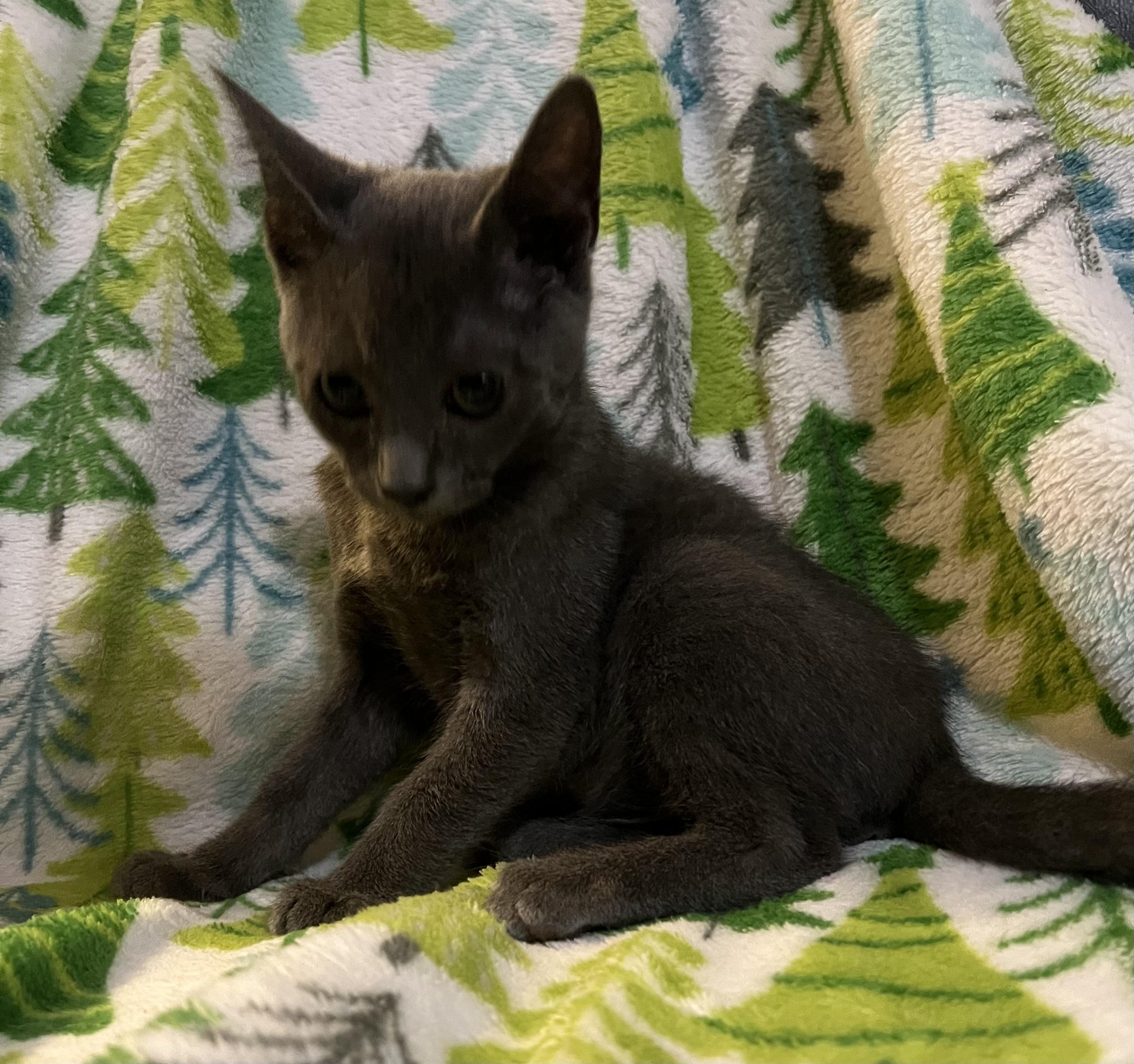 Chance, adopted, Kitten Male Domestic Short Hair.