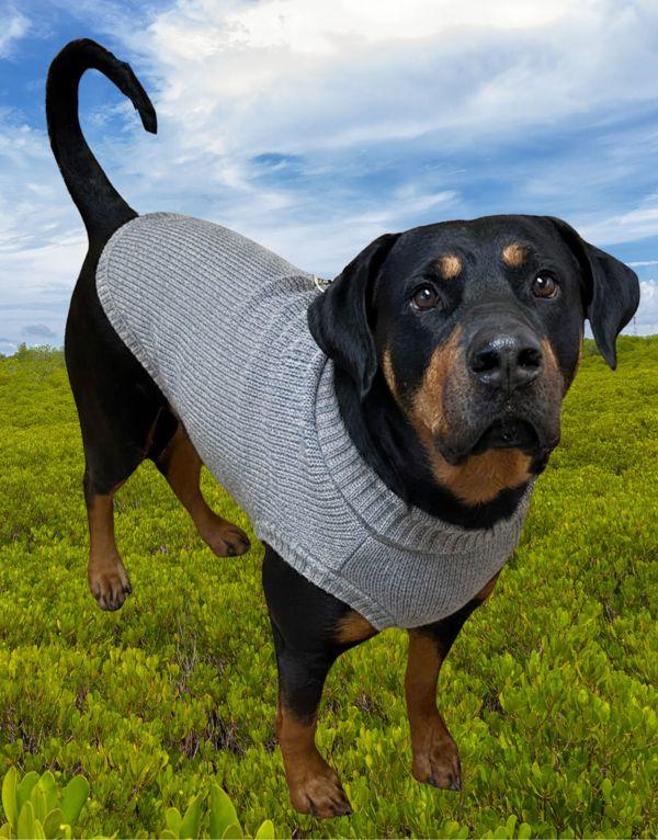 Zully, Adoptable, Adult Female Rottweiler.
