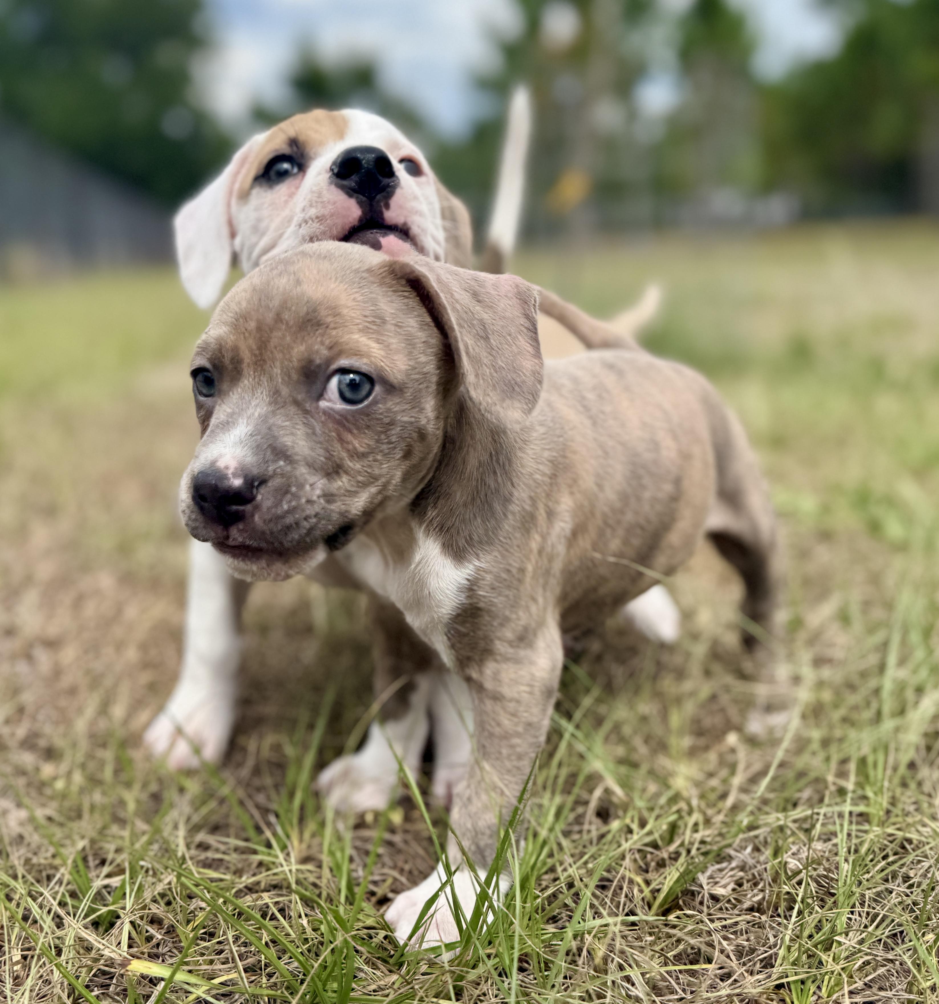 Enlarge Chompers, a Adoptable Mixed Breed in Deltona, FL image 5/5