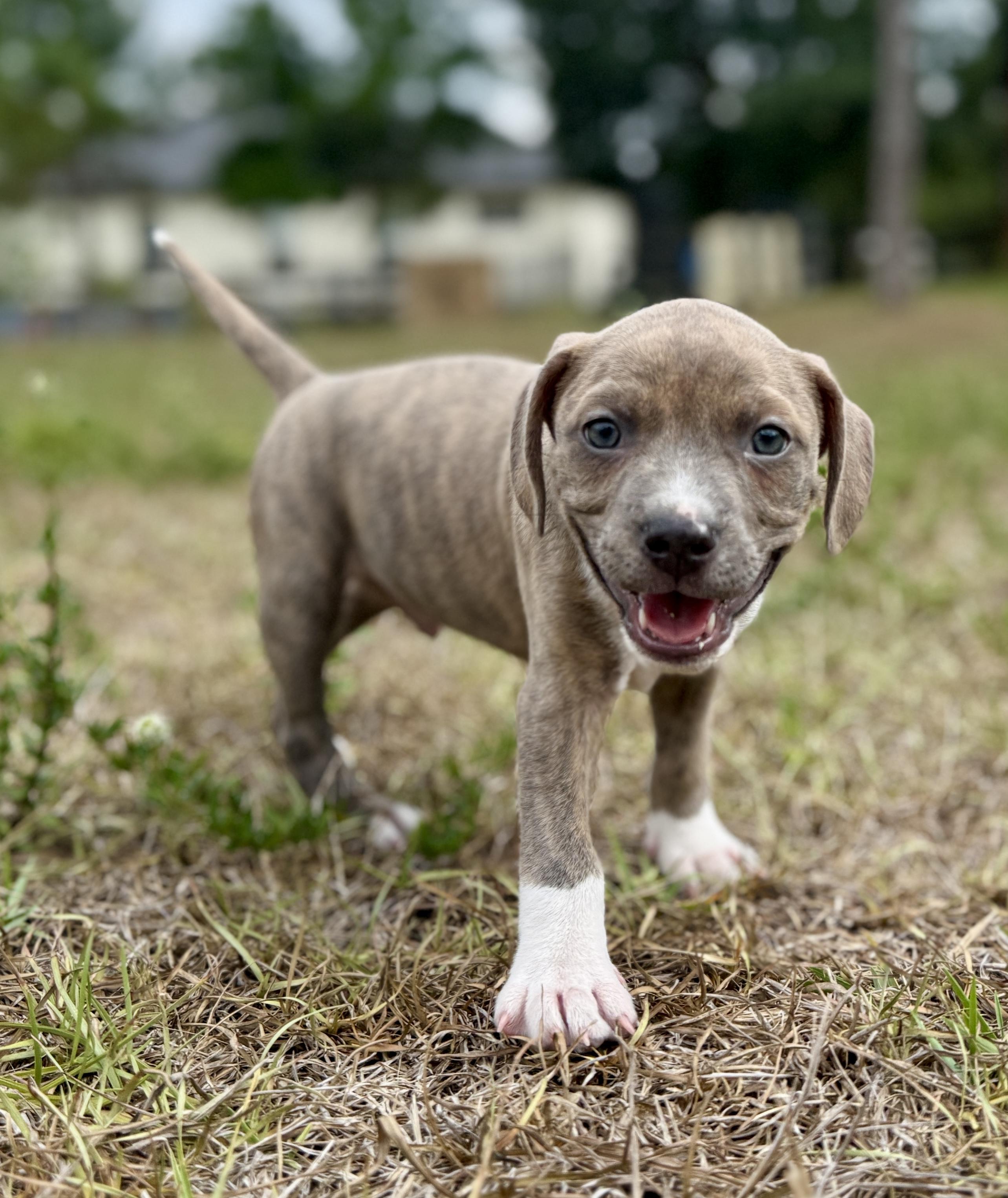 Enlarge Chompers, a Adoptable Mixed Breed in Deltona, FL image 2/5