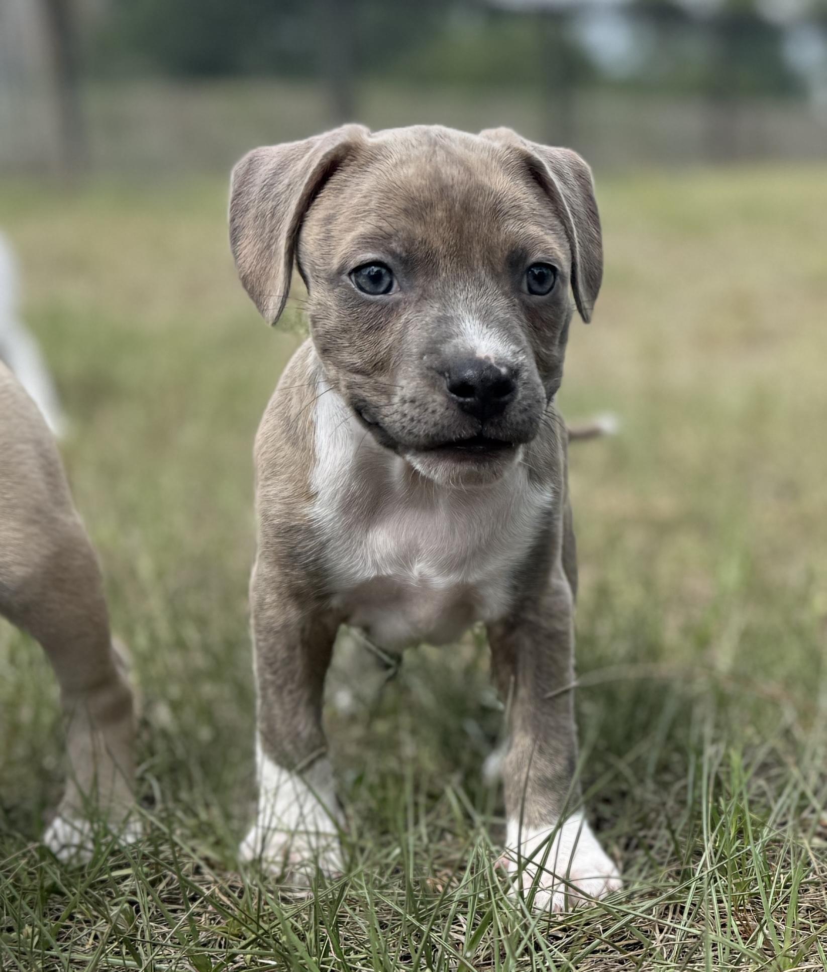 Enlarge Chompers, a Adoptable Mixed Breed in Deltona, FL image 3/5