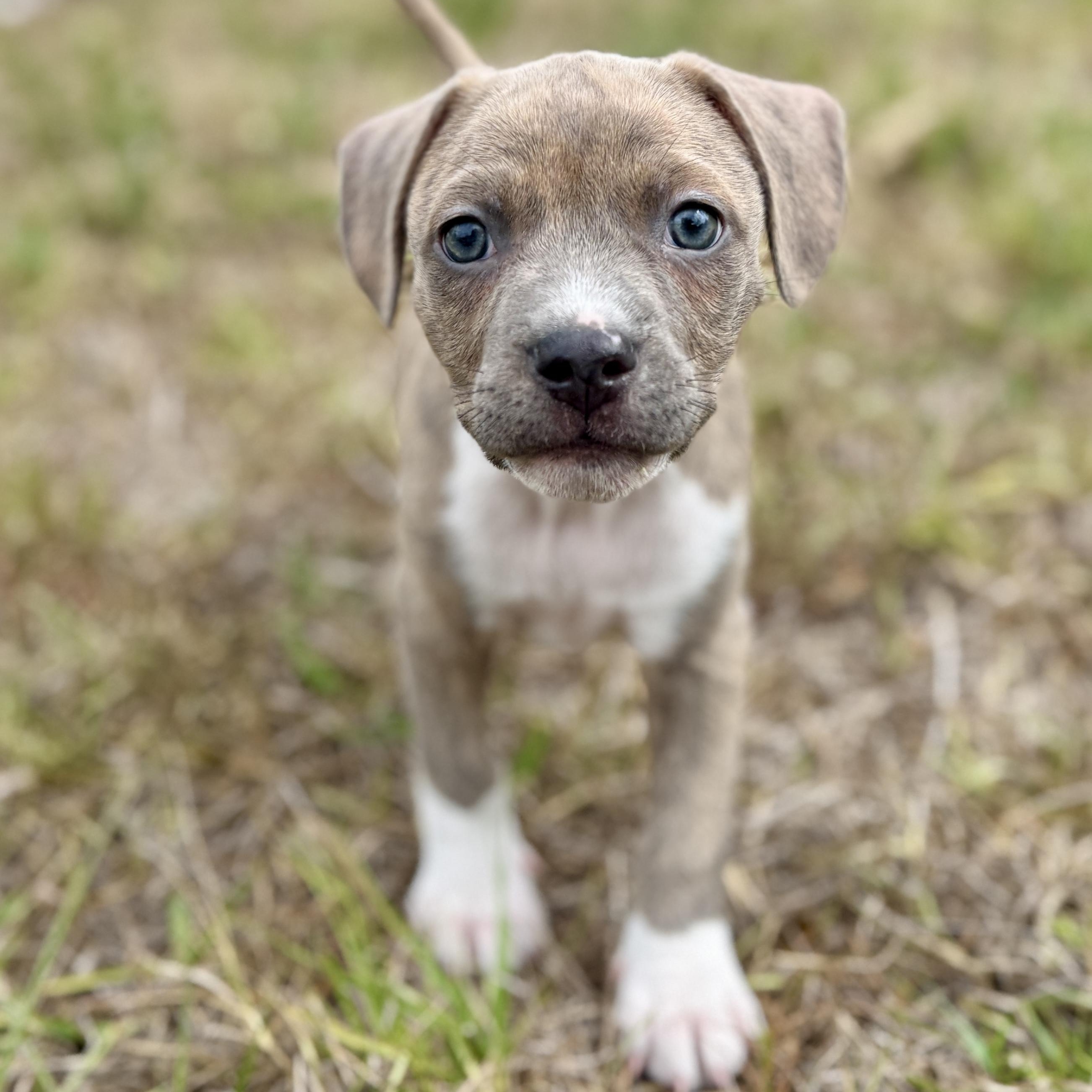 Chompers, Adoptable, Puppy Male Mixed Breed.
