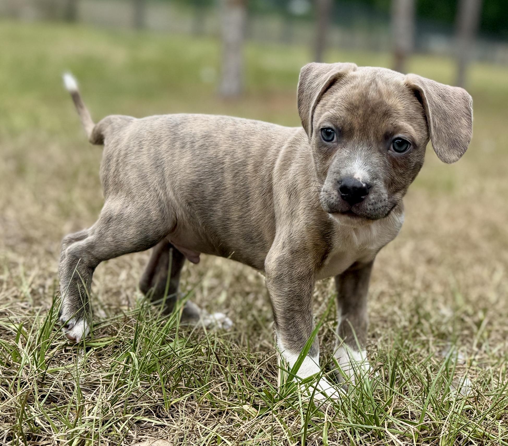 Enlarge Chompers, a Adoptable Mixed Breed in Deltona, FL image 4/5