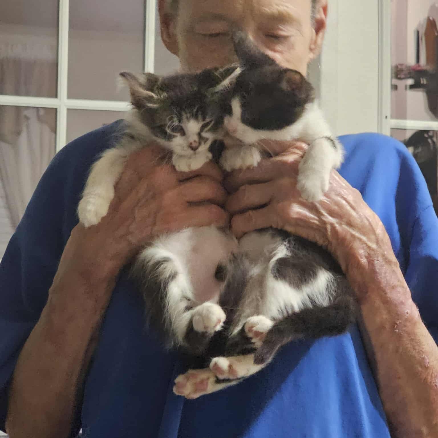 Ann & Aubrey, Adoptable, Kitten Female Domestic Short Hair.