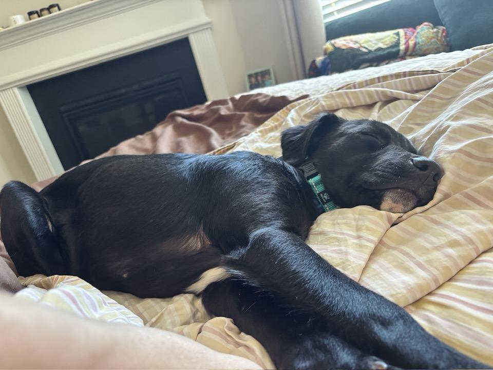 Enlarge Louie, an adopted mixed breed in Duluth, GA image 2/6