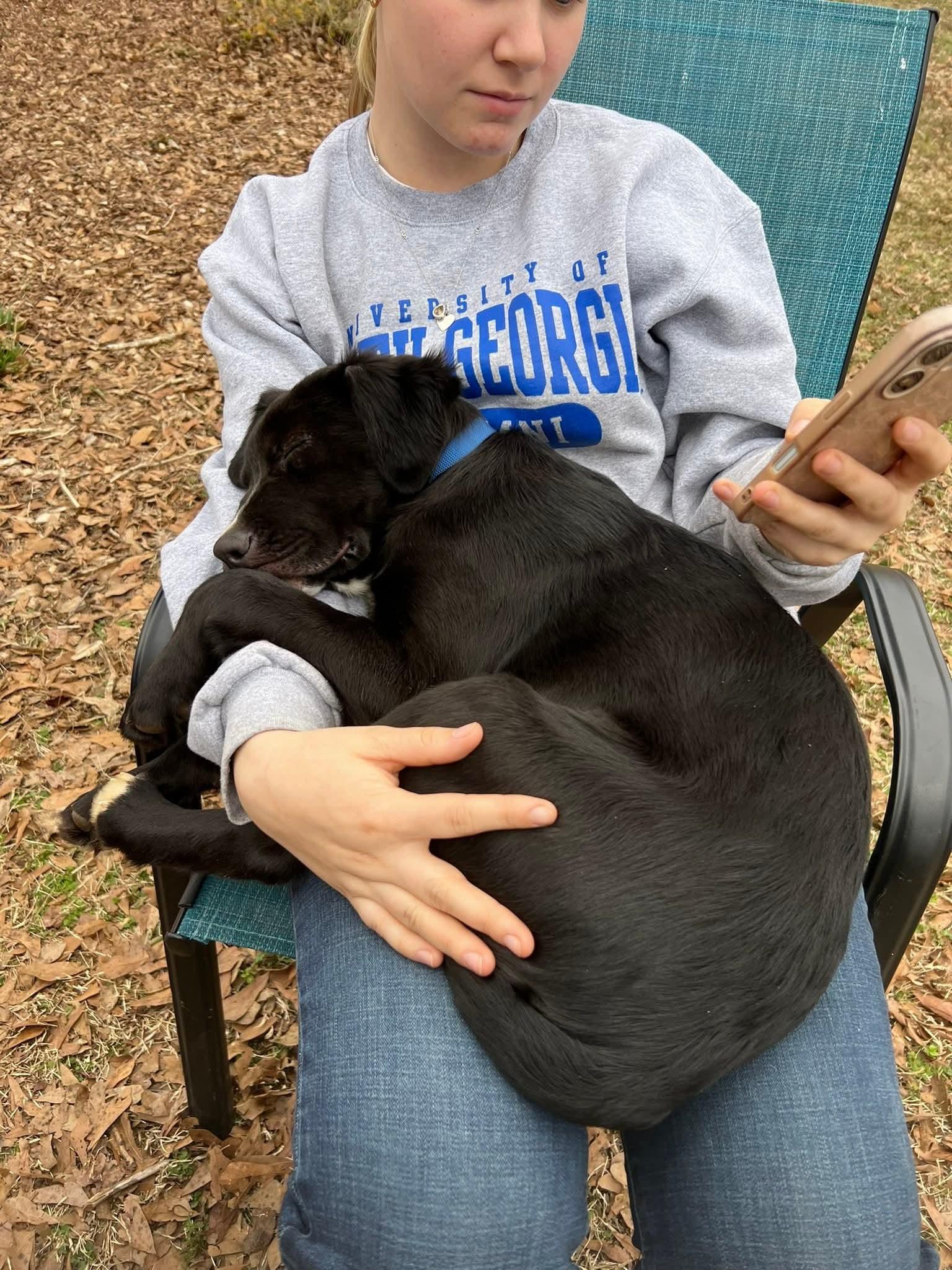 Enlarge Louie, an adopted mixed breed in Duluth, GA image 5/6