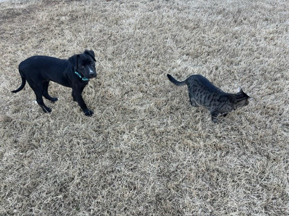 Enlarge Louie, an adopted mixed breed in Duluth, GA image 3/6