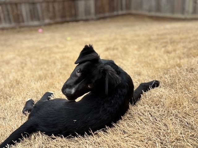 Enlarge Louie, an adopted mixed breed in Duluth, GA image 1/6