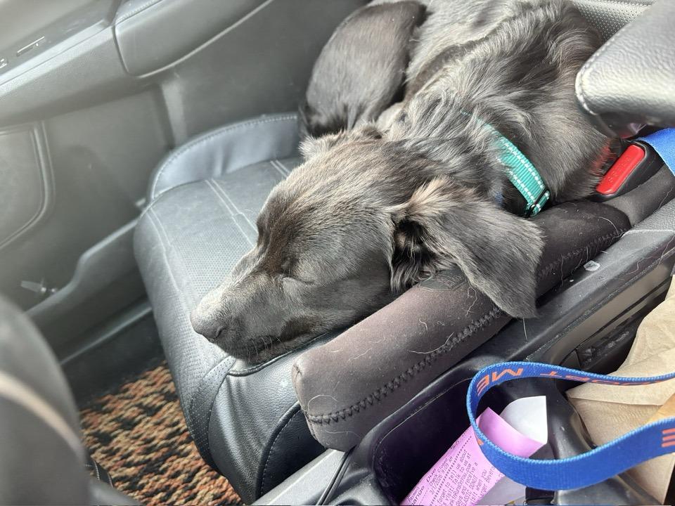 Enlarge Louie, an adopted mixed breed in Duluth, GA image 4/6