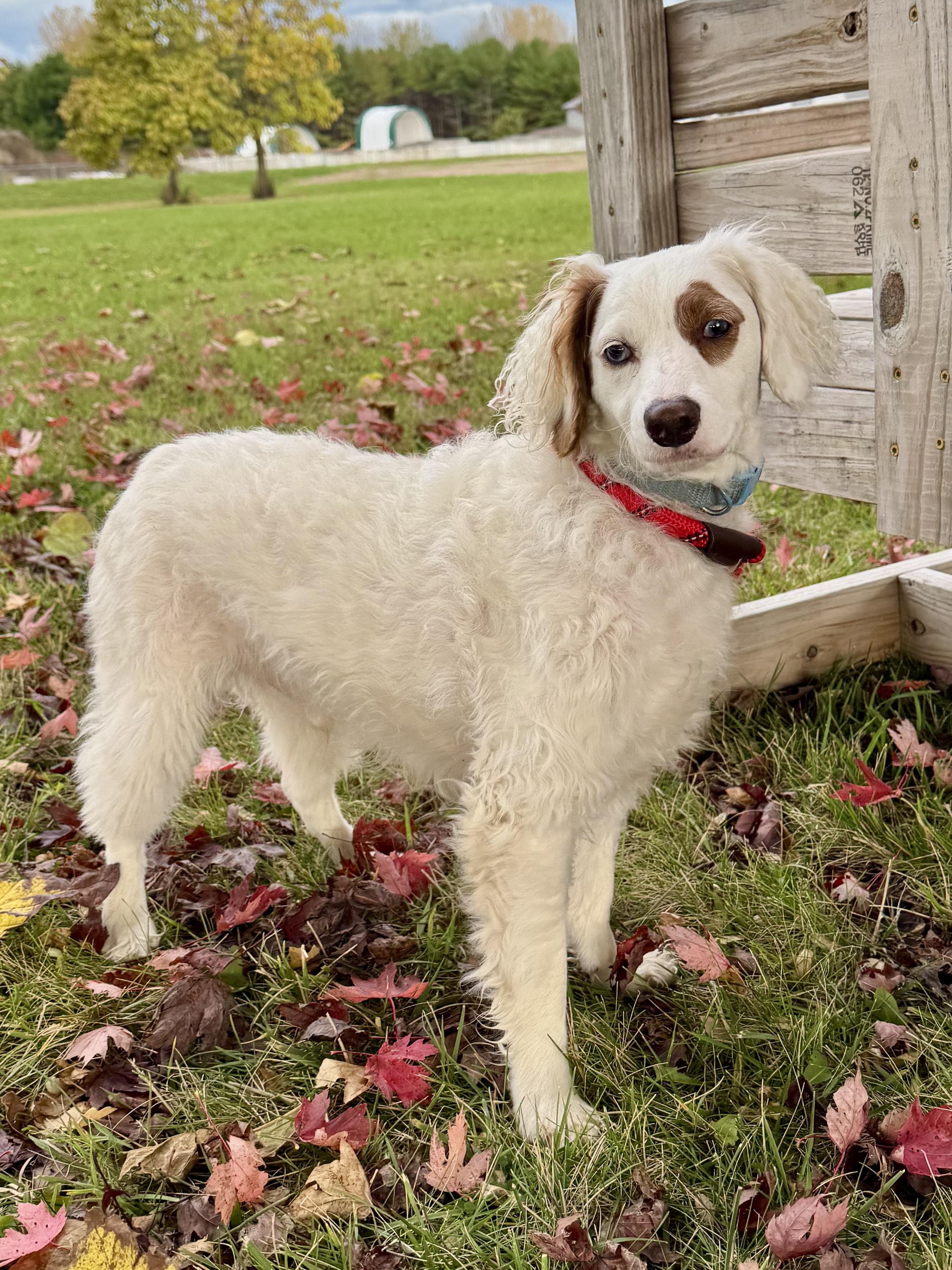 Pepperoni, an adoptable Cockapoo in St. Joseph, MI, 49085 | Photo Image 1
