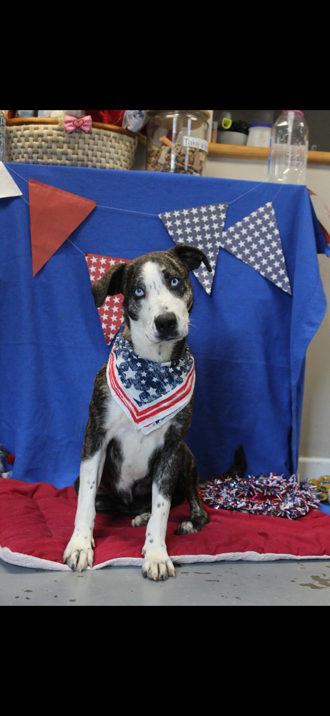 Enlarge Sheila, a Adoptable mixed breed in Berea, KY image 1/1
