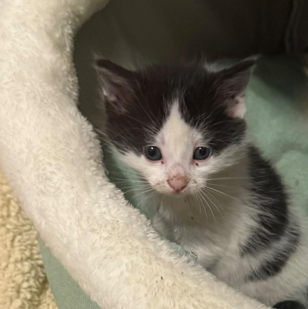 Sleepy, Adoptable, Kitten Male Domestic Short Hair.