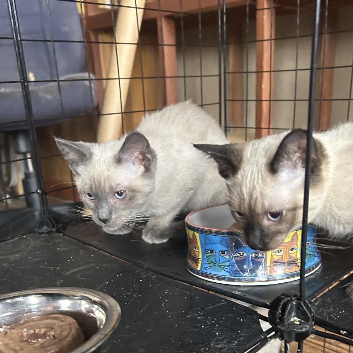 Enlarge Cletus, an adopted Domestic Short Hair in Springdale, AR image 2/2
