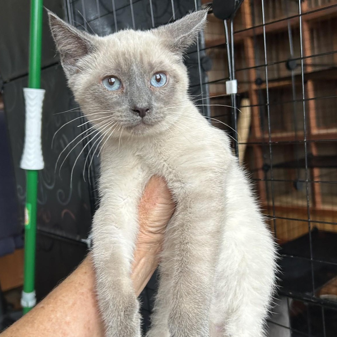 Cletus, adopted, Kitten Male Domestic Short Hair.