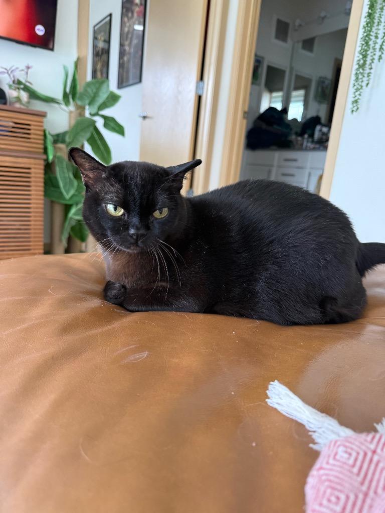 Minouche, Adoptable, Adult Male Burmese.