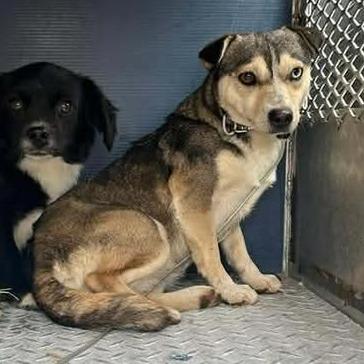 Noodle, Adoptable, Adult Female Klee Kai & Mixed Breed.