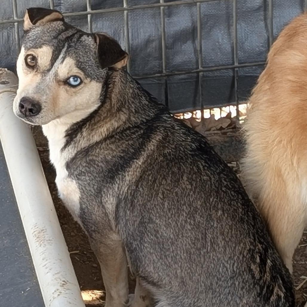 Enlarge Noodle, a Adoptable mixed breed in Buchanan Dam, TX image 2/2