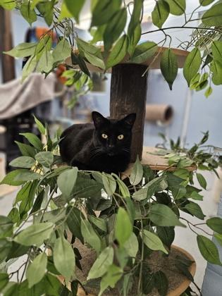 Majesty, Adoptable, Adult Female Domestic Short Hair & Domestic Short Hair.