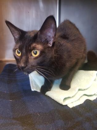 Enlarge Majesty, a Adoptable Domestic Short Hair in Munster, IN image 1/1