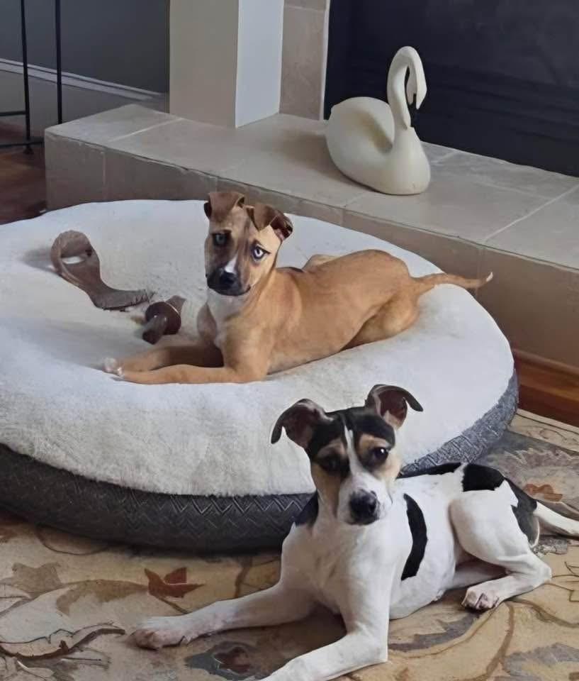 Tina, Adoptable, Puppy Female Hound.