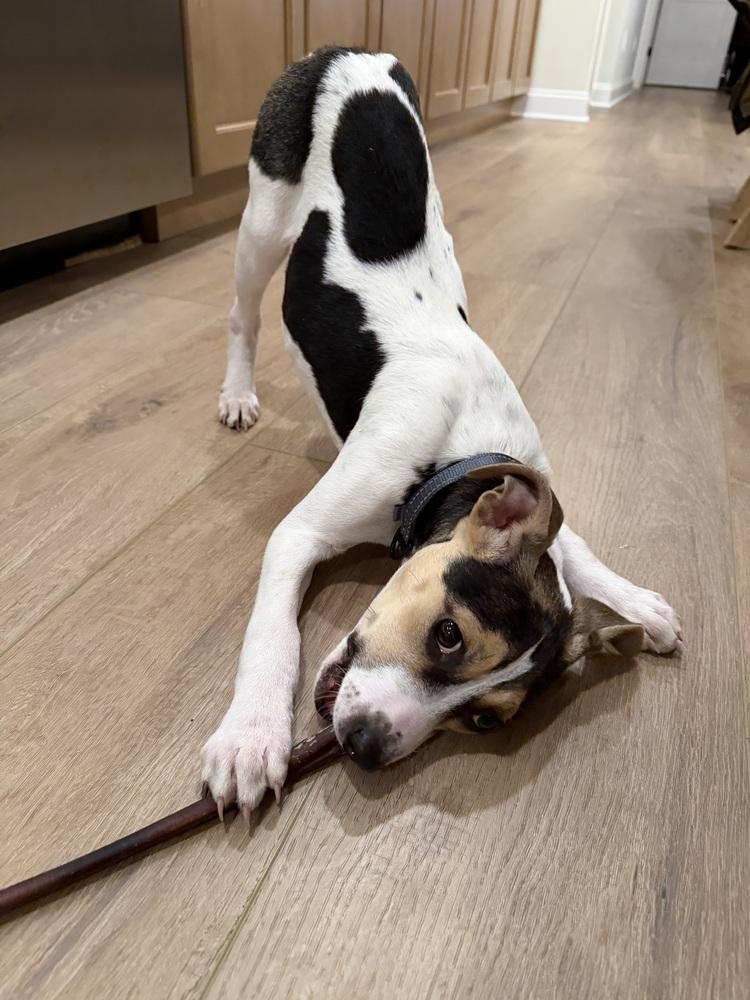 Enlarge Tina, a Adoptable mixed breed in Willingboro, NJ image 2/6