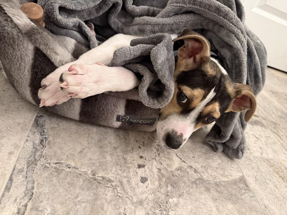 Enlarge Tina, a Adoptable mixed breed in Willingboro, NJ image 3/6