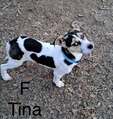 Enlarge Tina, a Adoptable mixed breed in Willingboro, NJ image 4/6