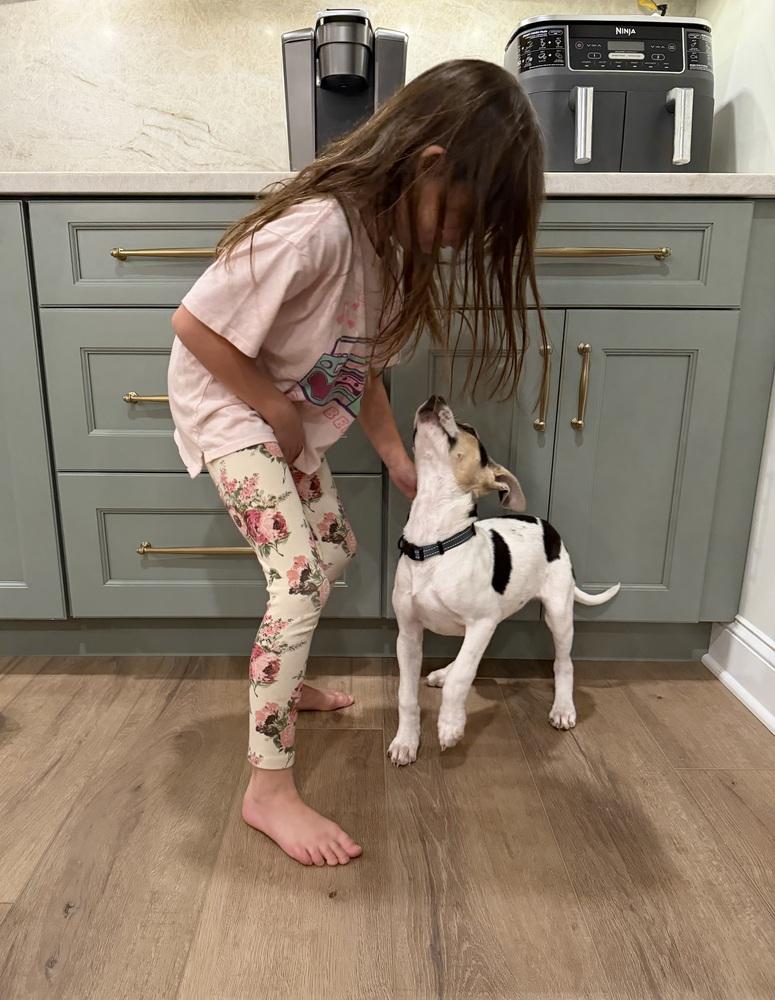 Enlarge Tina, a Adoptable mixed breed in Willingboro, NJ image 5/6