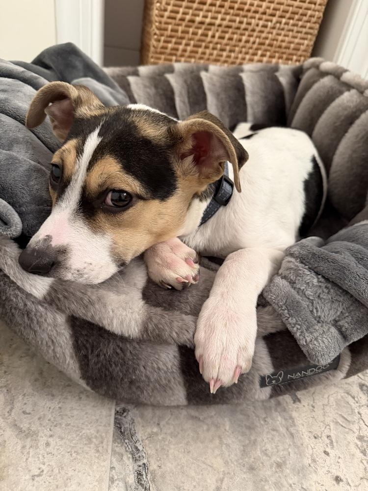 Enlarge Tina, a Adoptable mixed breed in Willingboro, NJ image 6/6