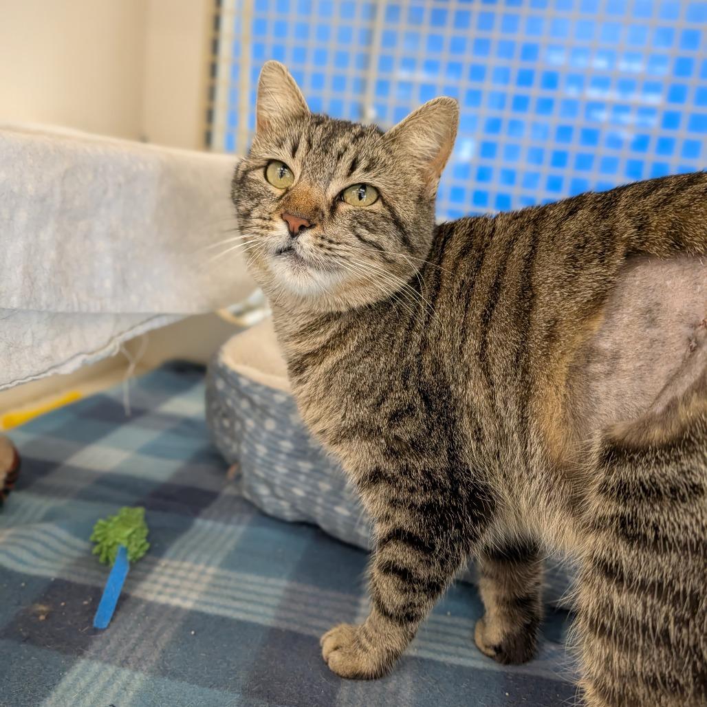 Enlarge Svetlana, an adopted Domestic Short Hair in Cape Girardeau, MO image 3/3