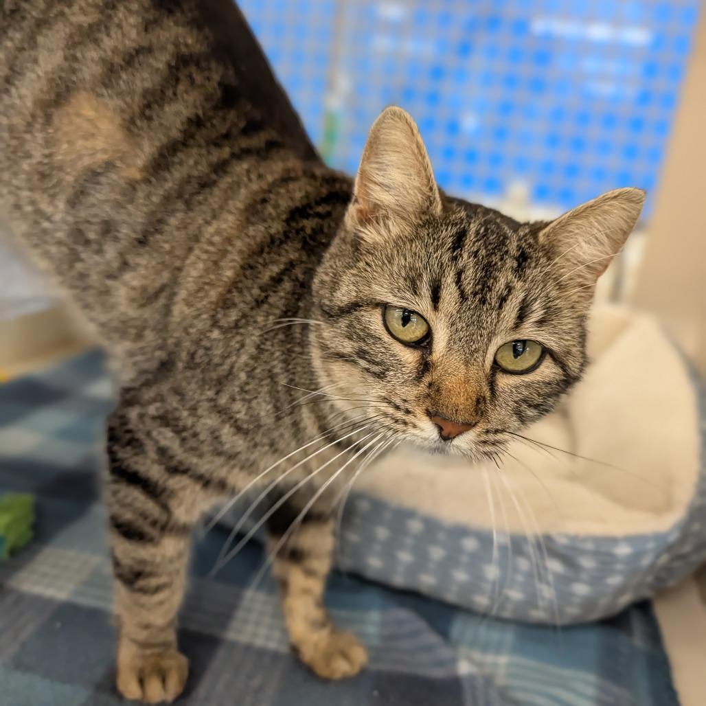 Enlarge Svetlana, an adopted Domestic Short Hair in Cape Girardeau, MO image 2/3