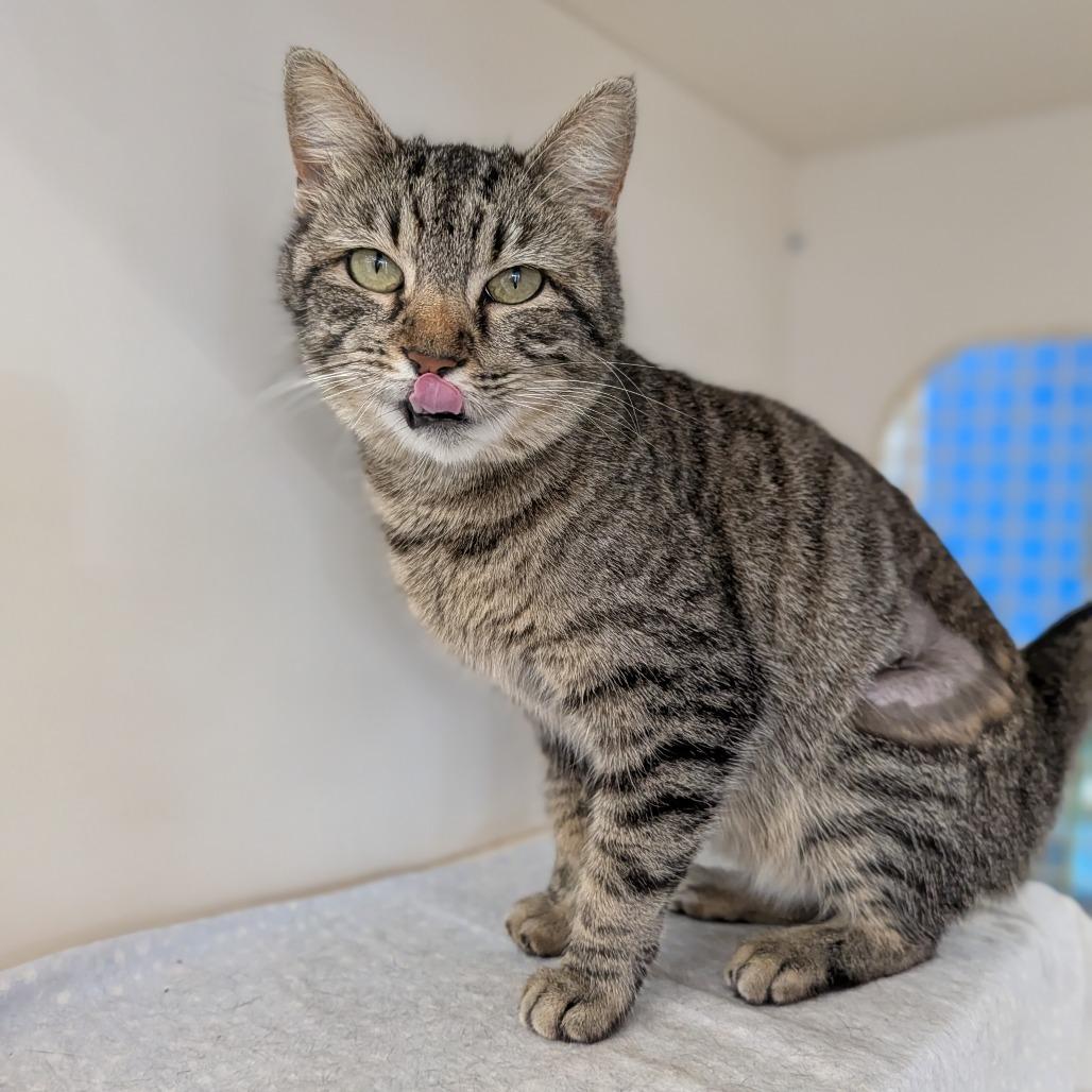 Svetlana, adopted, Adult Female Domestic Short Hair.