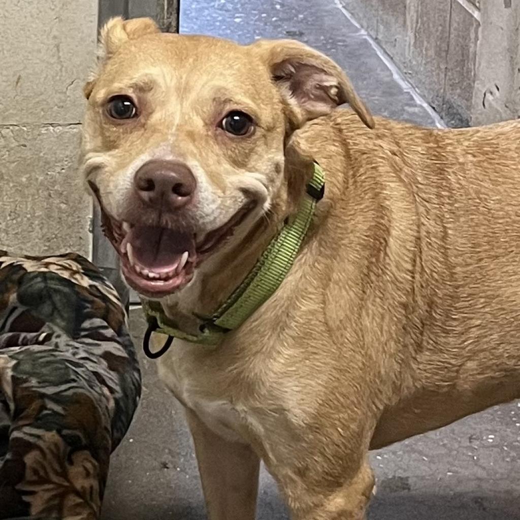 Enlarge Tia, a Adoptable mixed breed in Englewood, FL image 2/3