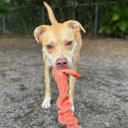 Enlarge Tia, a Adoptable mixed breed in Englewood, FL image 3/3