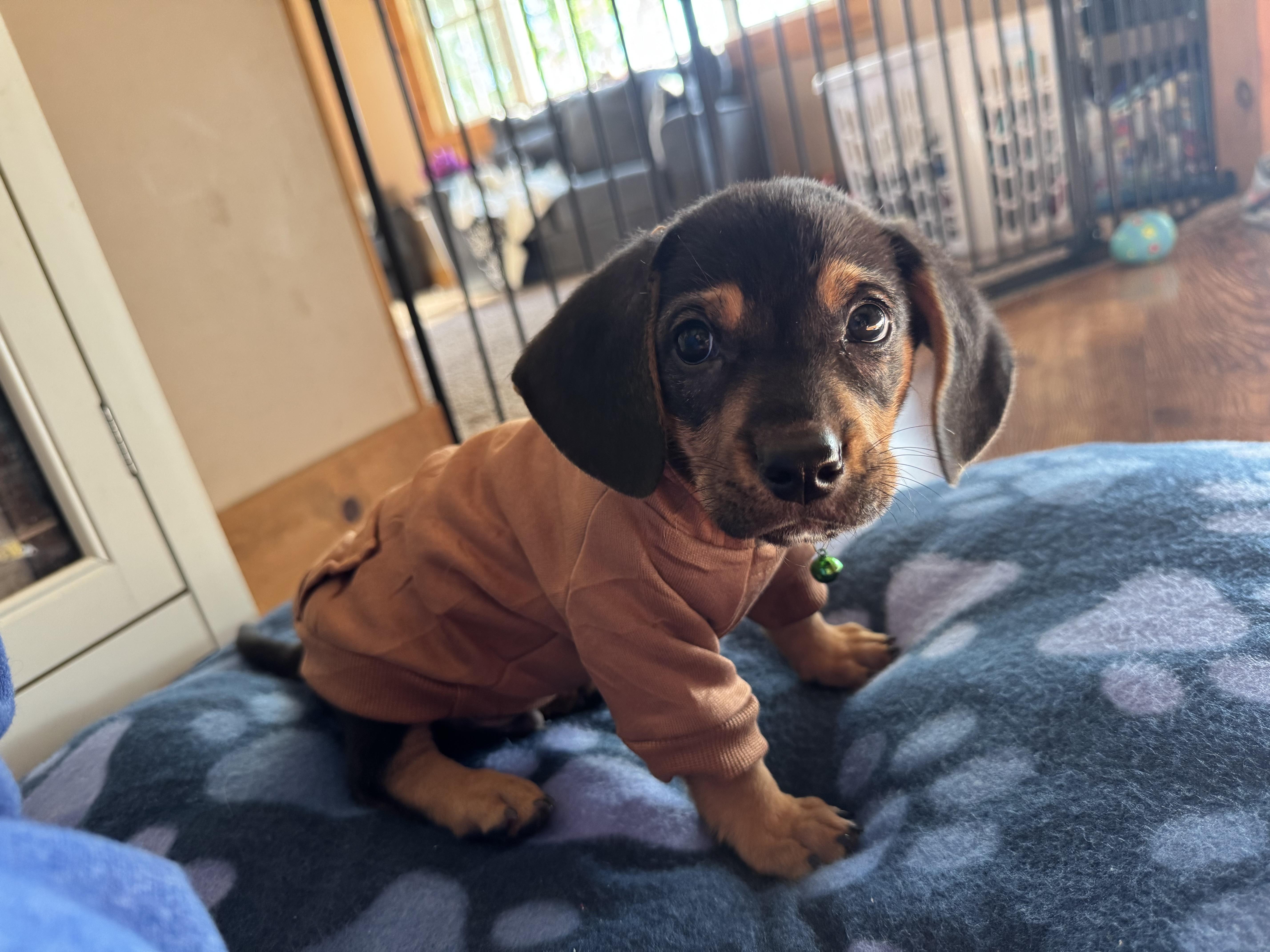 Enlarge Charlie, a Adoptable mixed breed in Byron, IL image 1/6