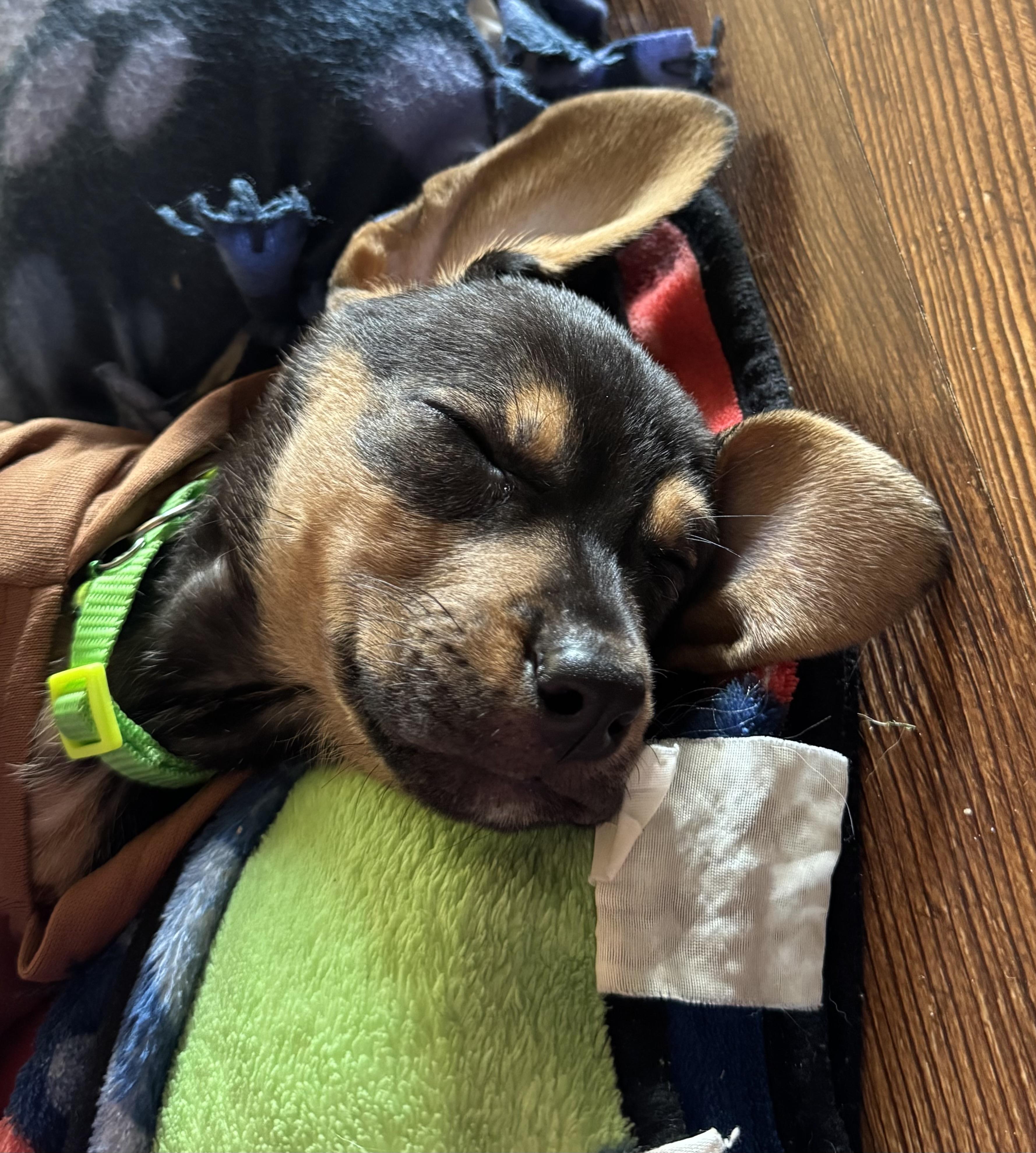 Enlarge Charlie, a Adoptable mixed breed in Byron, IL image 2/6