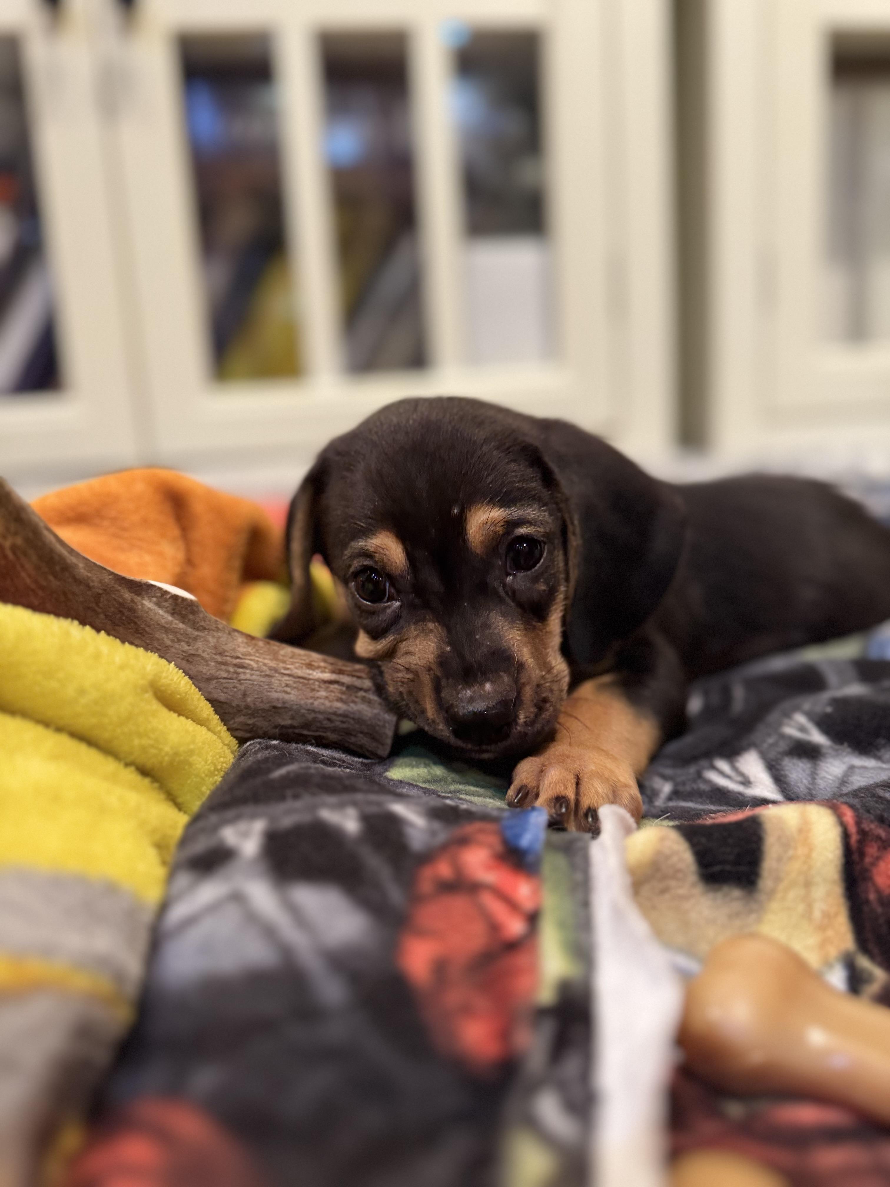 Enlarge Charlie, a Adoptable mixed breed in Byron, IL image 6/6