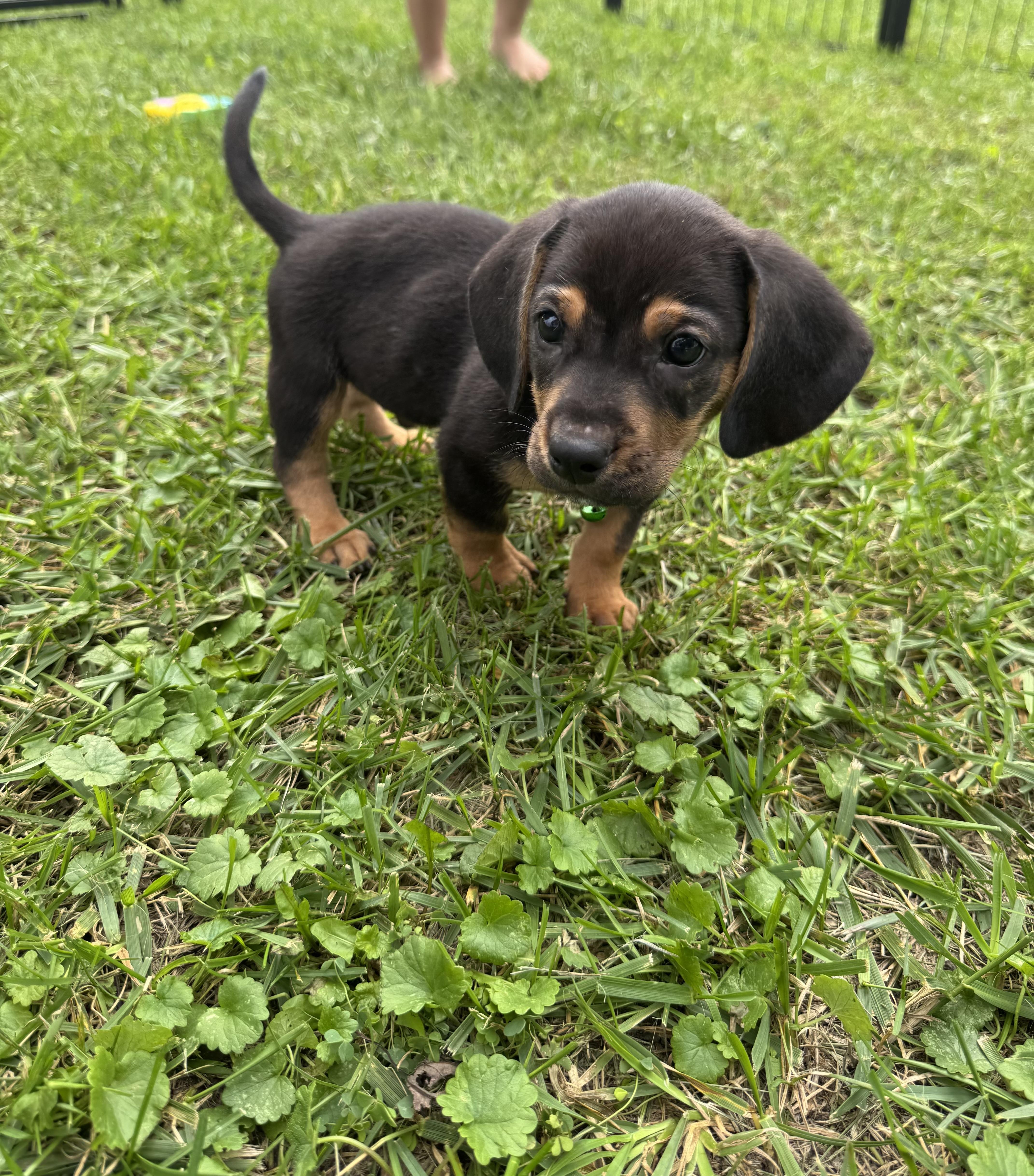 Enlarge Charlie, a Adoptable mixed breed in Byron, IL image 3/6