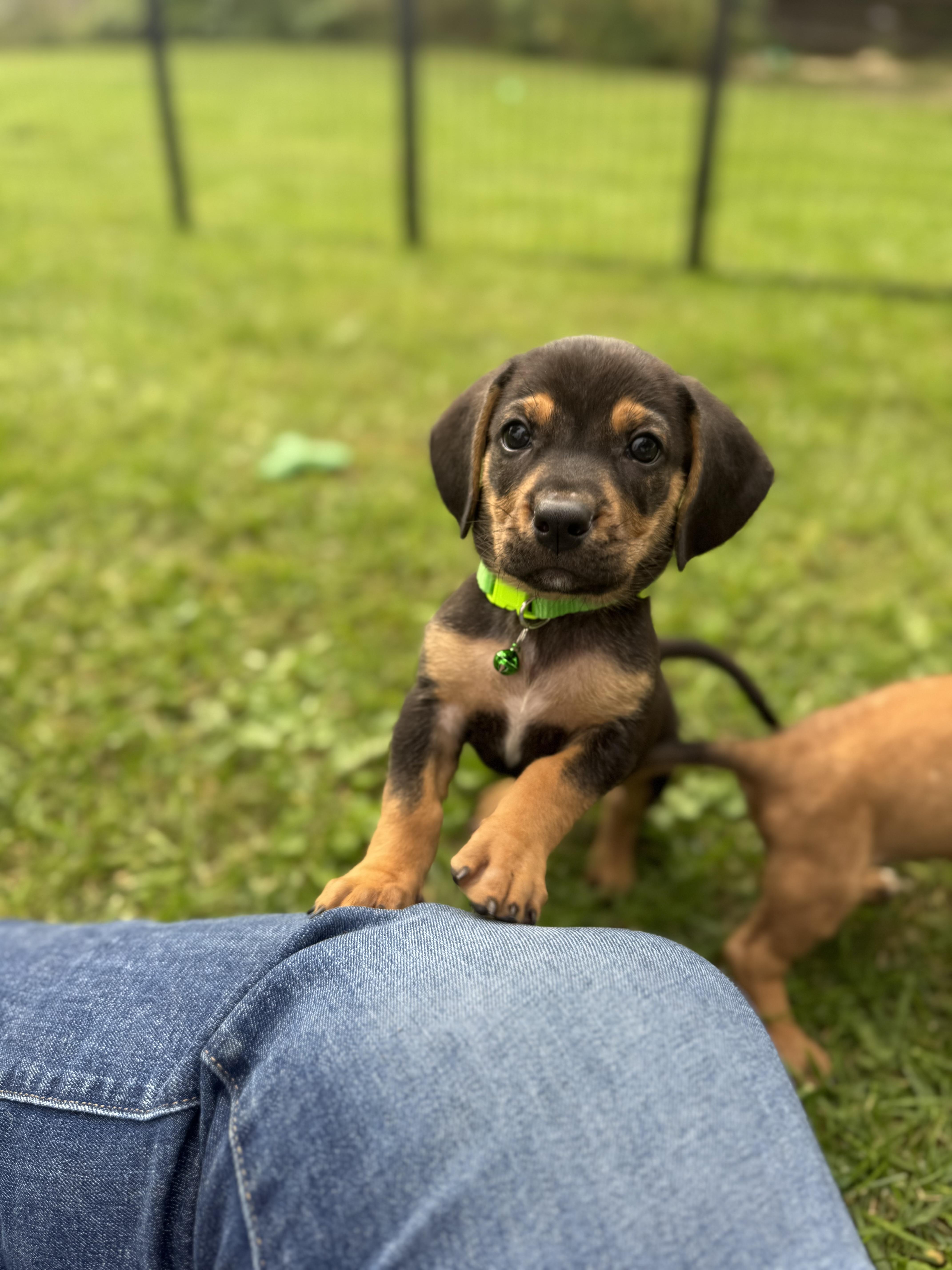 Enlarge Charlie, a Adoptable mixed breed in Byron, IL image 4/6