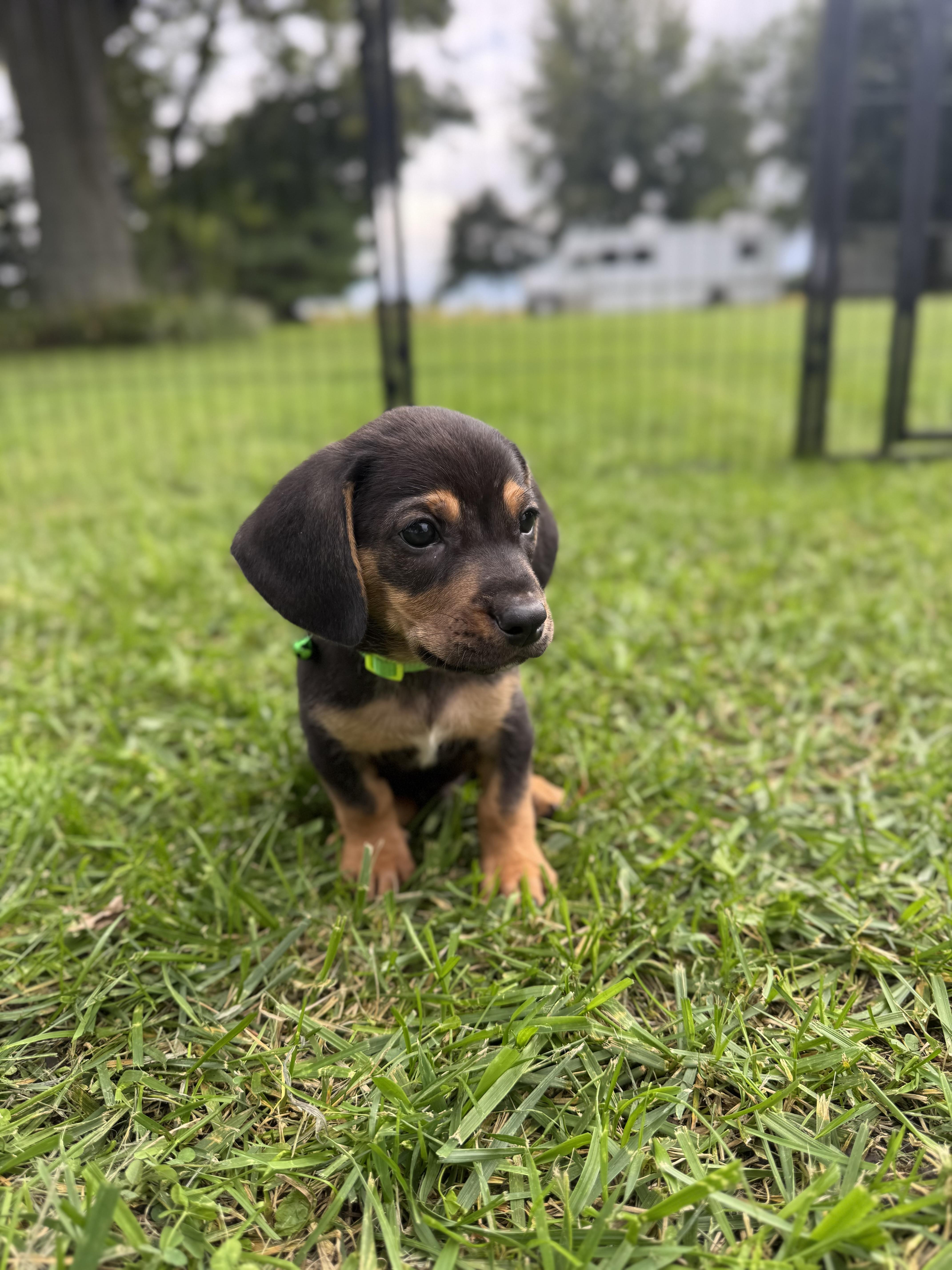 Enlarge Charlie, a Adoptable mixed breed in Byron, IL image 5/6