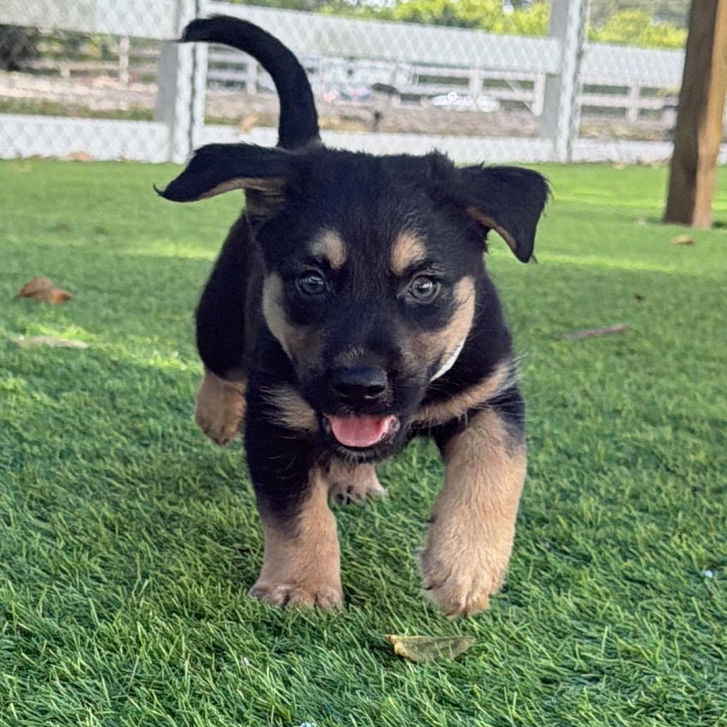 Eggo, Adoptable, Puppy Male Hound & Shepherd.