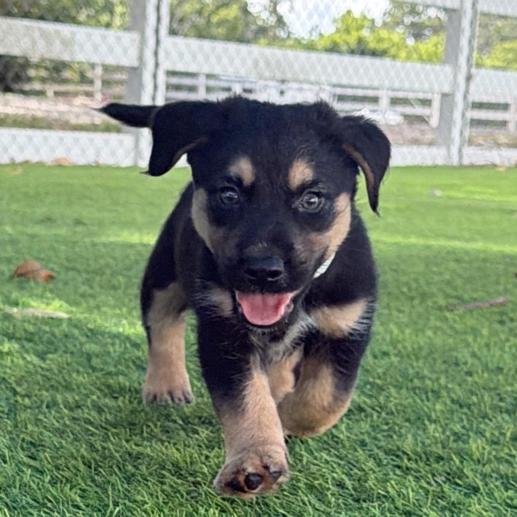 Eggo, a Adoptable mixed breed in Sarasota, FL image 2/3