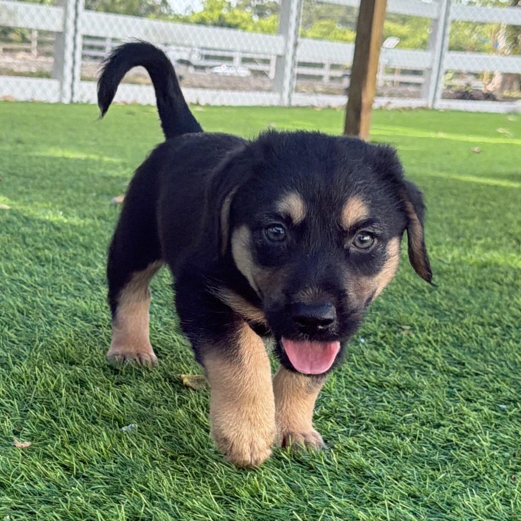 Eggo, a Adoptable mixed breed in Sarasota, FL image 3/3