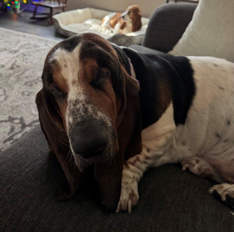 Susie, ADOPTABLE, Young Female Basset Hound.