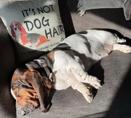 Susie, a ADOPTABLE Basset Hound in Auburndale, FL image 3/3