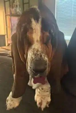Susie, a ADOPTABLE Basset Hound in Auburndale, FL image 2/3
