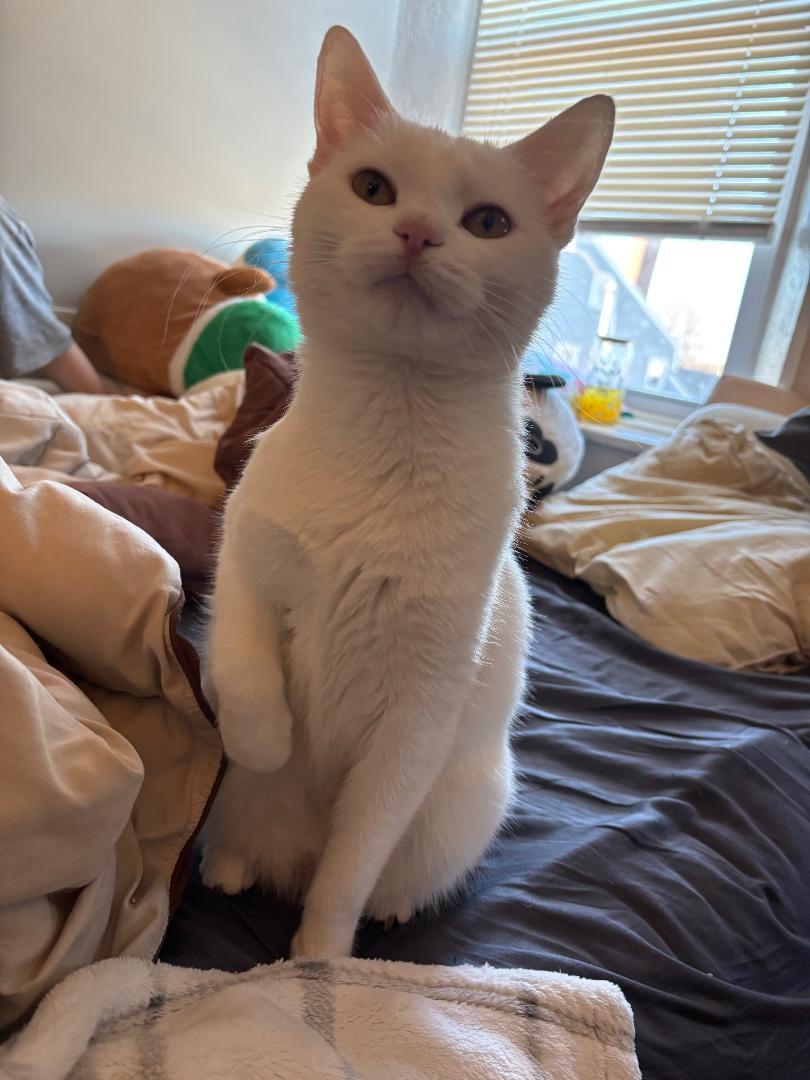 Enlarge Marshmellow, a Adoptable Domestic Short Hair in Melrose, MA image 2/5