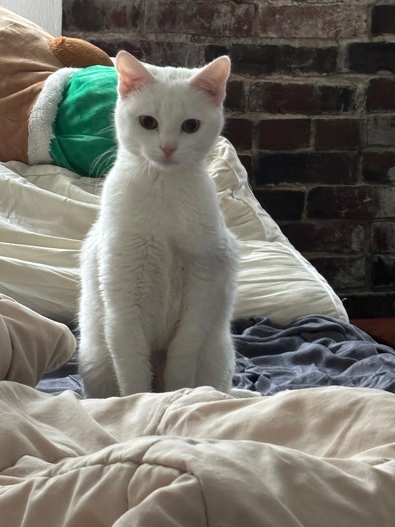 Marshmellow, Adoptable, Kitten Female Domestic Short Hair.