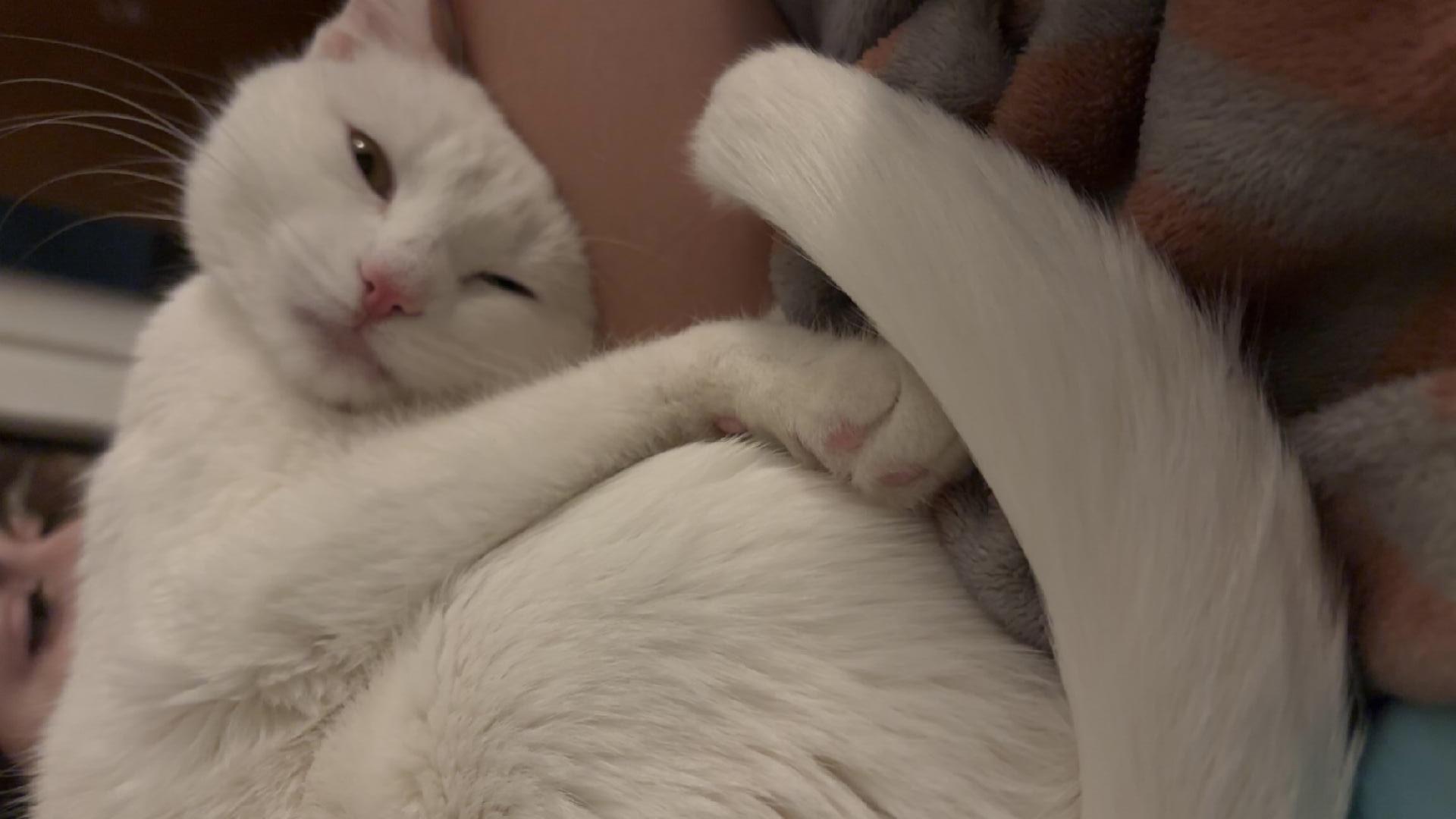 Enlarge Marshmellow, a Adoptable Domestic Short Hair in Melrose, MA image 5/5